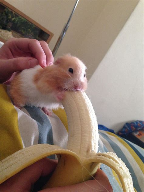 Hamster Eating A Banana | Bored Panda