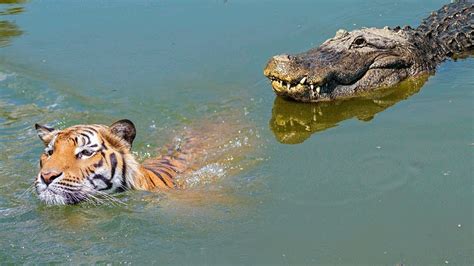 Tiger Attacks Crocodile right in the river, and the fight back is dramatic