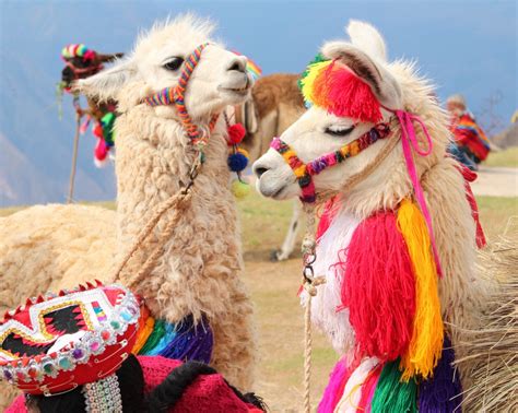 Do you know where in the world you can find llamas this stylish ...