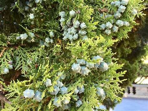 Platycladus orientalis (syn. Thuja orientalis), Oriental arborvitae | Trees of Stanford & Environs