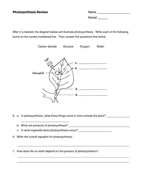 Quiz & Worksheet - Photosynthesis In Plants | Study | Free Printable ...