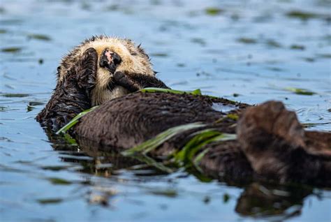 Sea Otters and Their Sleeping Behavior (How Do They Remain in Place as ...