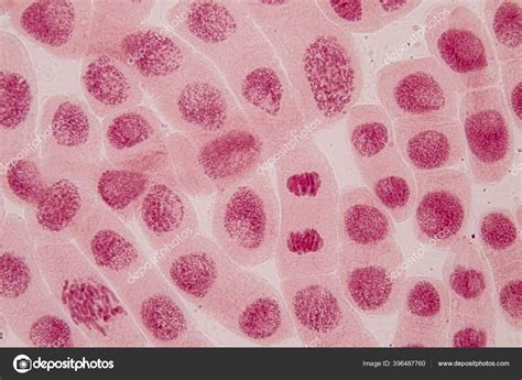 Prophase Metaphase Anaphase Telophase Microscope