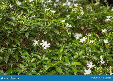 Photo of Jasmine Flowers Tree in the Garden Stock Photo - Image of ...