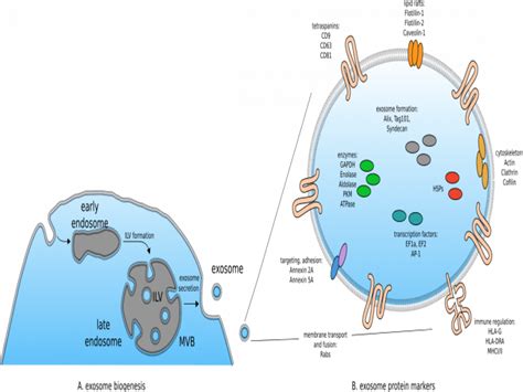 Protein Exosome Marker