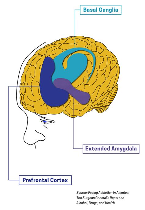 Drugs, Brains, and Behavior: The Science of Addiction: Drugs and the Brain | NIDA