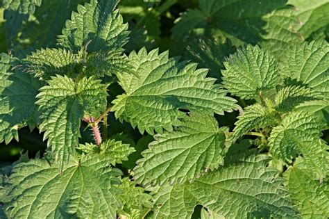 Stinging Nettle Plant - 5 Amazing Things You Did Not Know About It