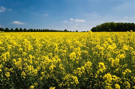 Free Stock Photo of Yellow Flower Field | Download Free Images and Free Illustrations