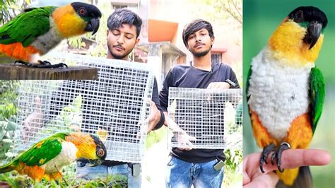 Releasing Caique Parrot To There New Breeding Setup || Colourefull Exoatic Bird\Parrot Aviary ...