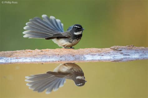 Bird Photography Workshop | The Outback Experience