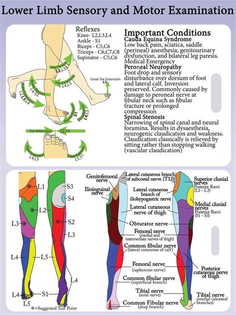 lower extremity dermatomes and myotomes - Google Search | Physical ...