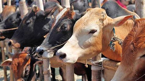 Cow protection: NGT directs Centre to file affidavit