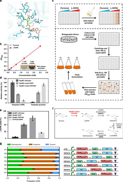 Development of a microbial tyrosine hydroxylase and redesign of the ...