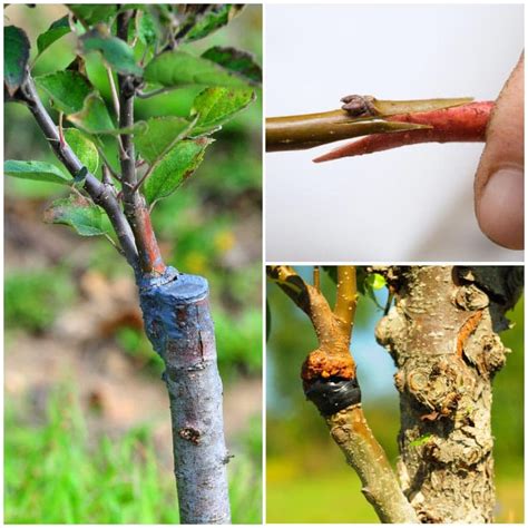 What is Plant Grafting? Beginner Tips For Home Gardeners