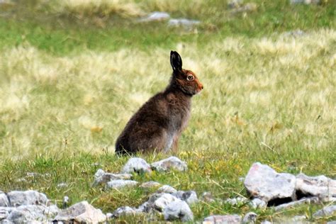 Mountain hares are the soul of our uplands - Keith Broomfield