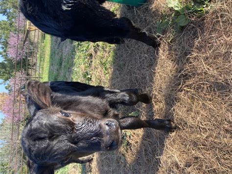 Black angus bull calf - Nex-Tech Classifieds