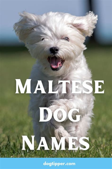 Maltese Dog Names - Names from Malta for Your Maltese or Malshi