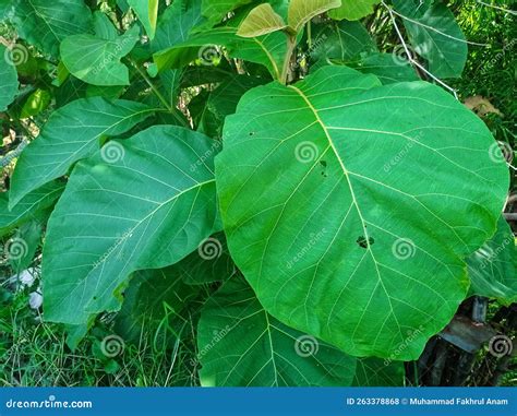 Teak Tree Leaves are Green and Wide Stock Photo - Image of fresh ...