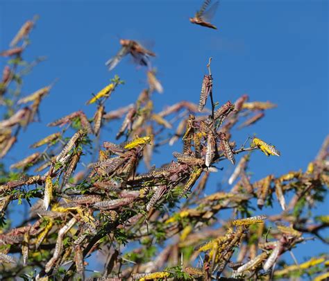 Locusts Swarms 2024 - Loria Nichol