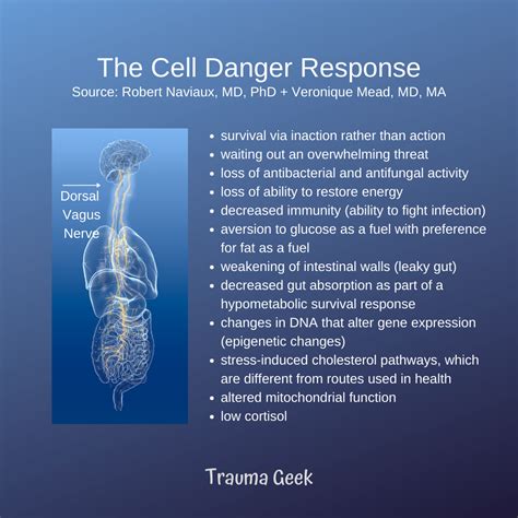 The Vagus Nerve & Chronic Illness - Age of Awareness - Medium