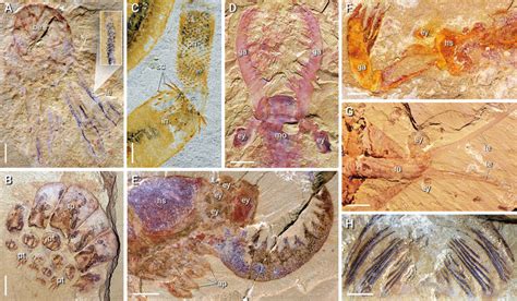 Representative weaponry of early Cambrian predators from the Chengjiang... | Download Scientific ...