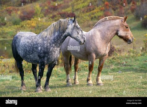 BLUE ROAN STRAWBERRY ROAN WORK HORSES PENNSYLVANIA Stock Photo - Alamy