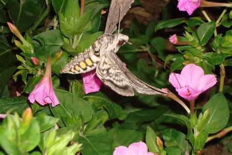 Flowers and Nature in my Garden: Tomato Hornworm Moth