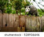 Opossum Free Stock Photo - Public Domain Pictures