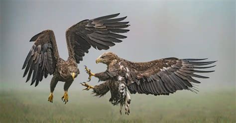 Hawk Vs Eagle Size