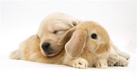 Rabbit And Puppy Photograph by Jane Burton