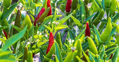 Cayenne Pepper Growing & Care Guide - The Garden Magazine