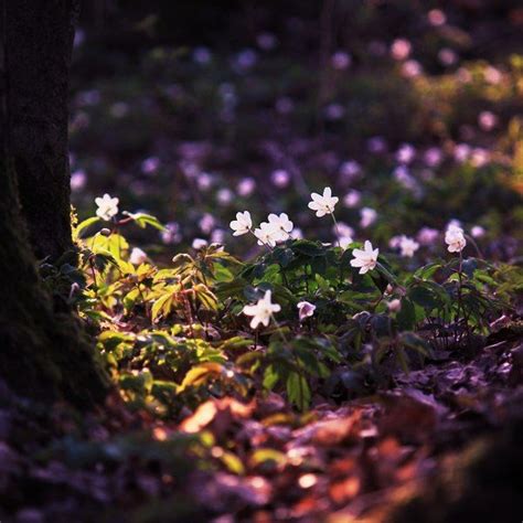 Faeries gardens, Woodland flowers, Secret garden