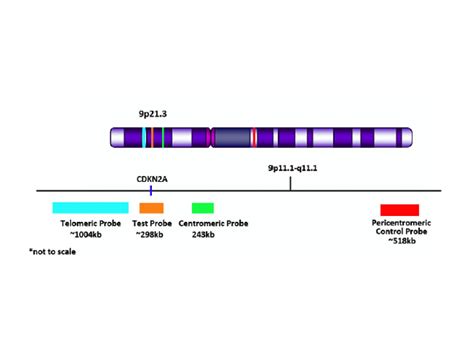 CDKN2A del-TECT Four Color FISH Probe - Biocare Medical