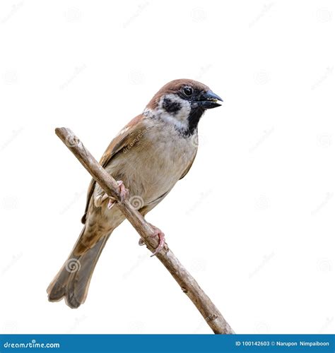 Eurasian Tree Sparrow or Passer Montanus. Stock Image - Image of food, breeding: 100142603