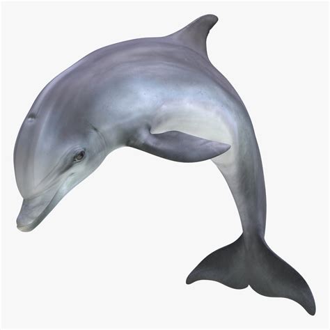 dolphin pose 2 3d model