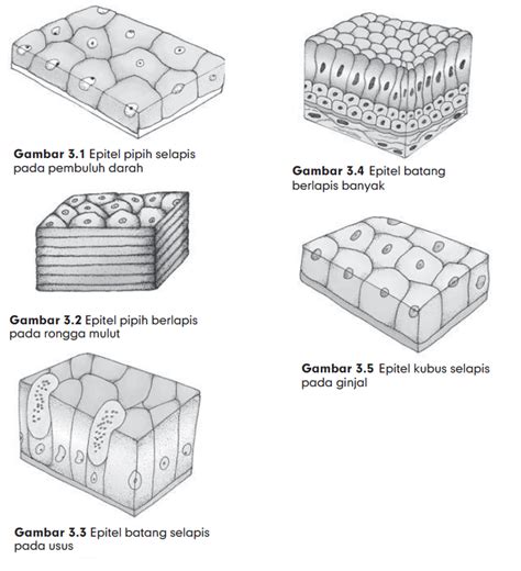 Macam Macam Jaringan Epitel Pada Hewan – Studyhelp
