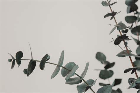 Eucalyptus Desktop Wallpapers - Top Free Eucalyptus Desktop Backgrounds ...