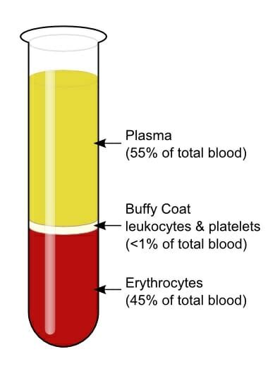 Blood (Anatomy): Function, Components, Types... | Biology Dictionary