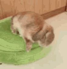 Sleeping Bunny GIFs | Tenor