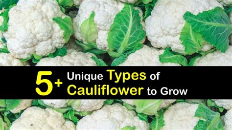 Varieties of Cauliflower - Discover Different Cauliflower Types