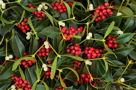 圣诞节装饰植物大揭秘：槲寄生（Mistletoe）和冬青（Holly） - 新西兰全搜索🔍 新西兰品牌故事