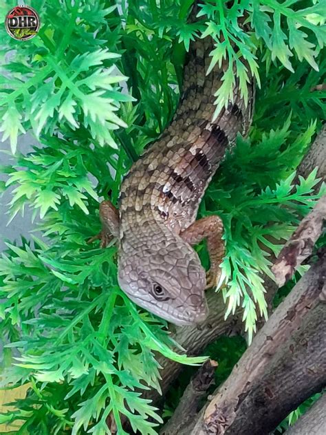 Our Rarely Seen Southern Alligator Lizard - Darren Hamill Reptiles