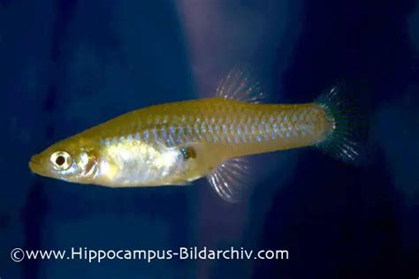 Gambusia affinis (Western Mosquitofish) — Seriously Fish