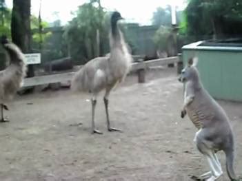 #17: Kangaroo vs. Emu: Fight! | RTM - RightThisMinute