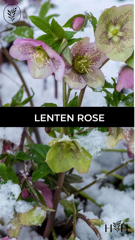 Lenten rose for stunning winter blooms ️ 🌹 Explore this hardy, shade ...