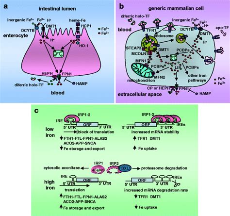 Iron trafficking in mammalian cells. a At the apical membrane,... | Download Scientific Diagram