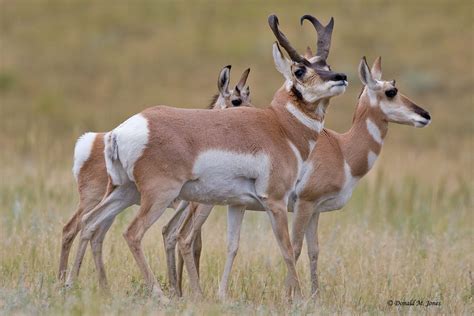 Antelope hunting, Animals wild, Antelope