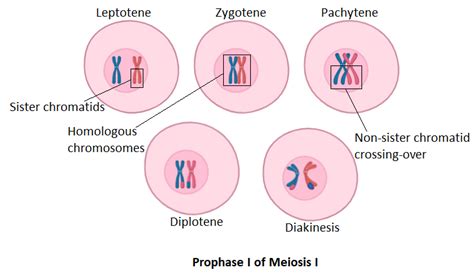 During which of the following stages the non-sister chromatids twist around and exchange ...