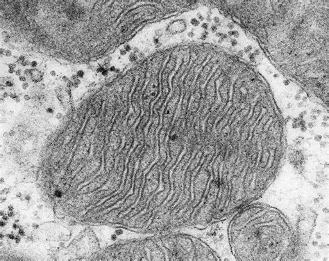 Mitochondrion from a heart muscle cell, TEM - Stock Image - C036/7375 - Science Photo Library