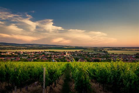 Lines of vineyards | At South Moravia, you can find a many v… | Flickr